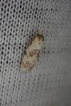 Cochylis molliculana