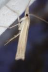 Ancylolomia tentaculella