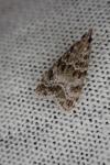 Eudonia mercurella