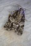 Acronicta rumicis