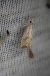 Catoptria falsella