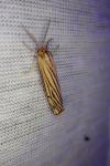 Spiris striata
