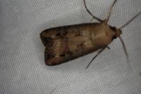 Agrotis ipsilon