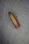 Oncocera semirubella