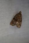 Deltote pygarga