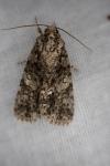 Acronicta rumicis
