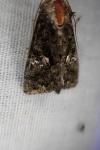 Aedia leucomelas