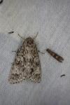 Acronicta megacephala