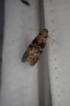 Euzophera pinguis