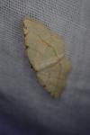 Stegania trimaculata