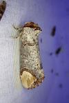 Phalera bucephala