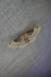 Idaea rusticata