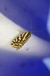 Emmelia trabealis
