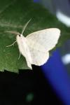 Cabera exanthemata