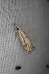 Catoptria falsella