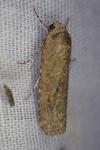 Spodoptera exigua