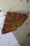 Euclidia glyphica