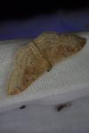 Idaea degeneraria