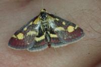 Pyrausta purpuralis