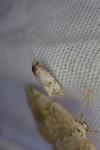 Cochylis hybridella