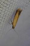 Coptotriche marginea