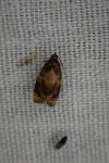 Ditula angustiorana