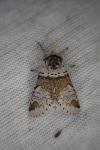 Furcula furcula