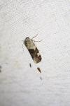 Acontia lucida