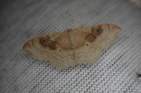 Idaea degeneraria