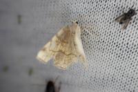 Selenia dentaria