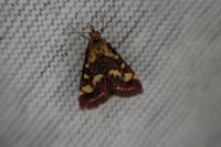 Pyrausta purpuralis