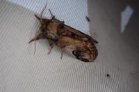 Notodonta ziczac
