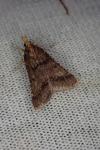 Stemmatophora brunnealis