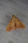 Endotricha flammealis