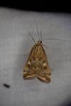 Loxostege sticticalis