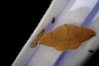 Watsonalla binaria
