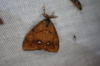 Orgyia antiqua