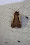 Ochropleura plecta