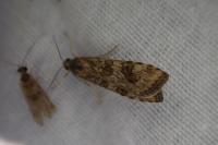 Nomophila noctuella