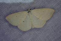 Scopula immutata