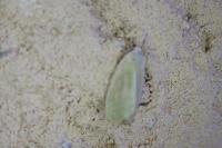 Earias clorana
