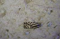 Emmelia trabealis