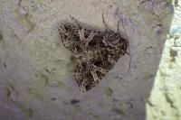 Sideridis rivularis