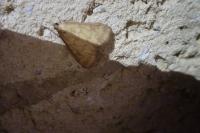 Ostrinia nubilalis