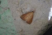 Nascia cilialis