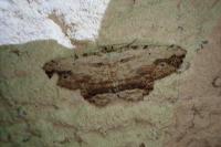 Menophra abruptaria