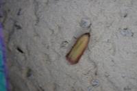 Oncocera semirubella