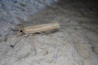 Ancylolomia tentaculella