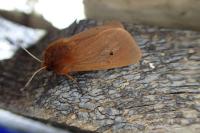Phragmatobia fuliginosa