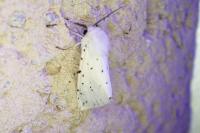 Spilosoma lubricipeda